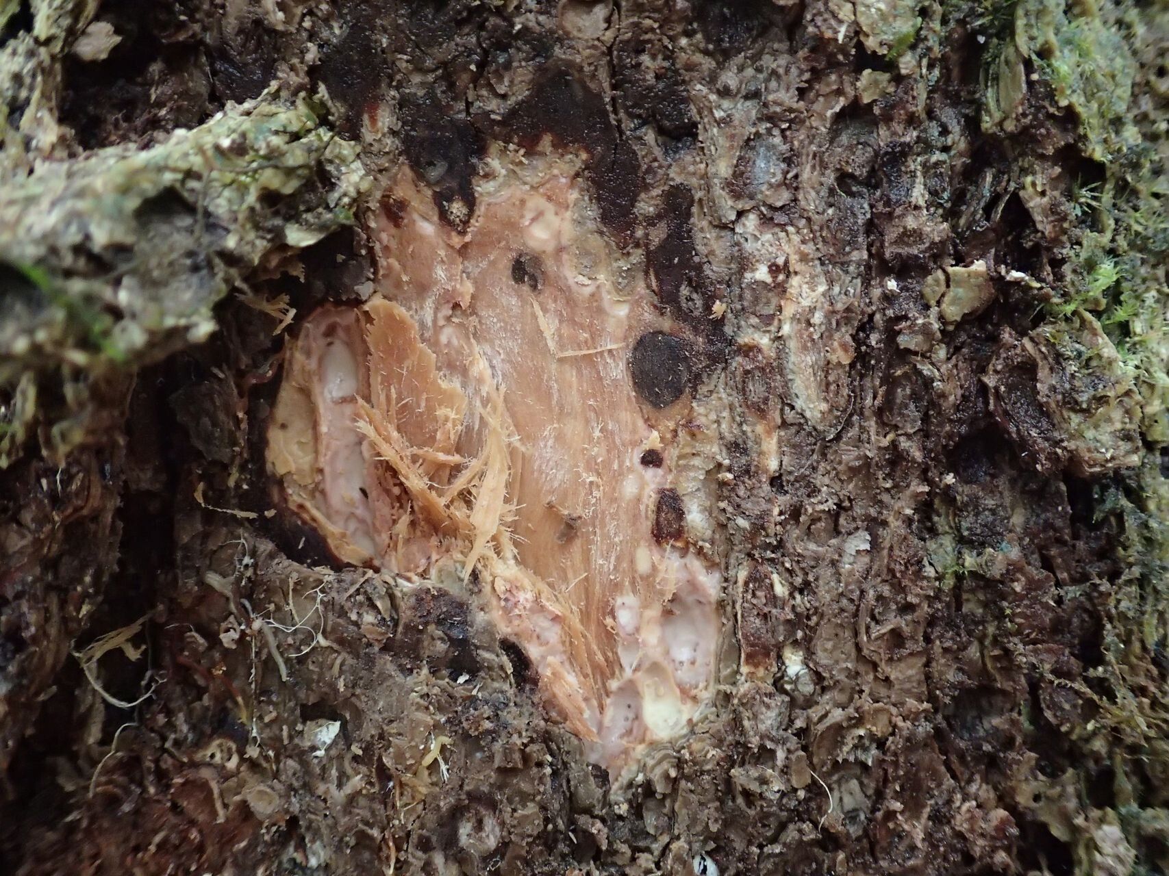 Syzygium frutescens bark