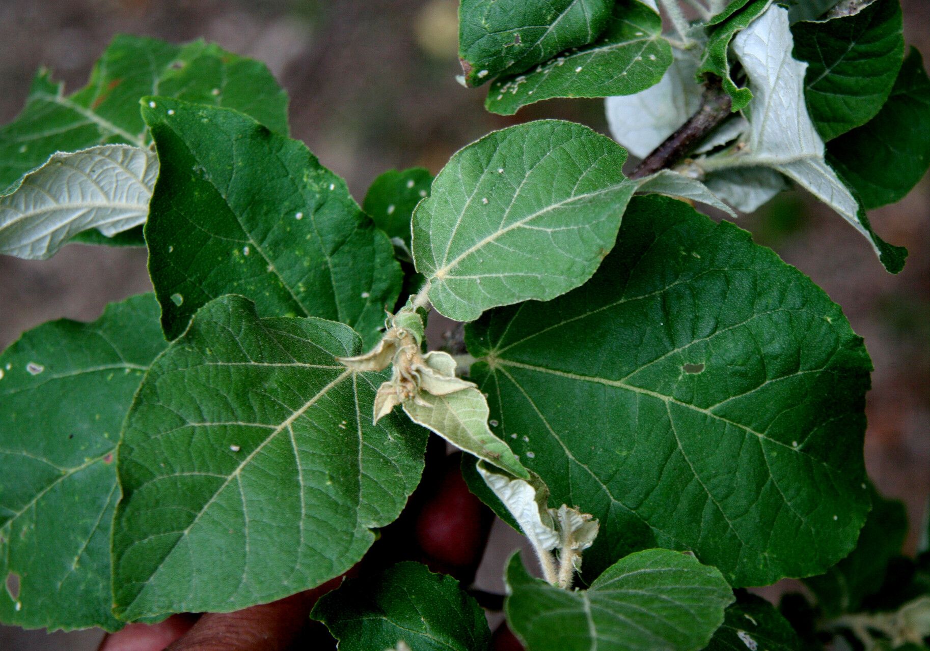 Croton yucatanensis habit