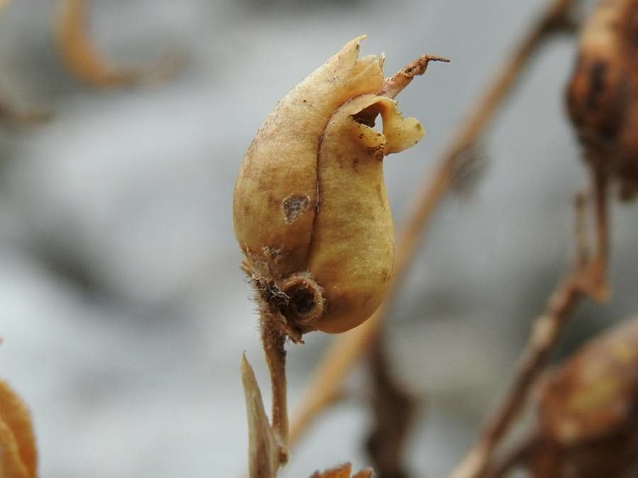 Antirrhinum latifolium fruit