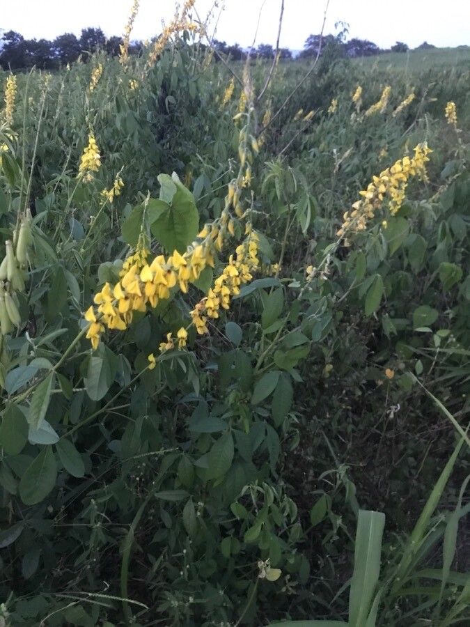 Crotalaria trichotoma flower
