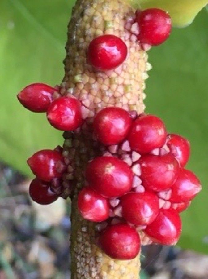 Anthurium cordatum fruit