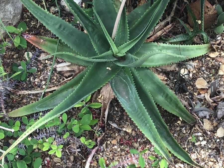 Aloe bulbillifera — houseplant care guide