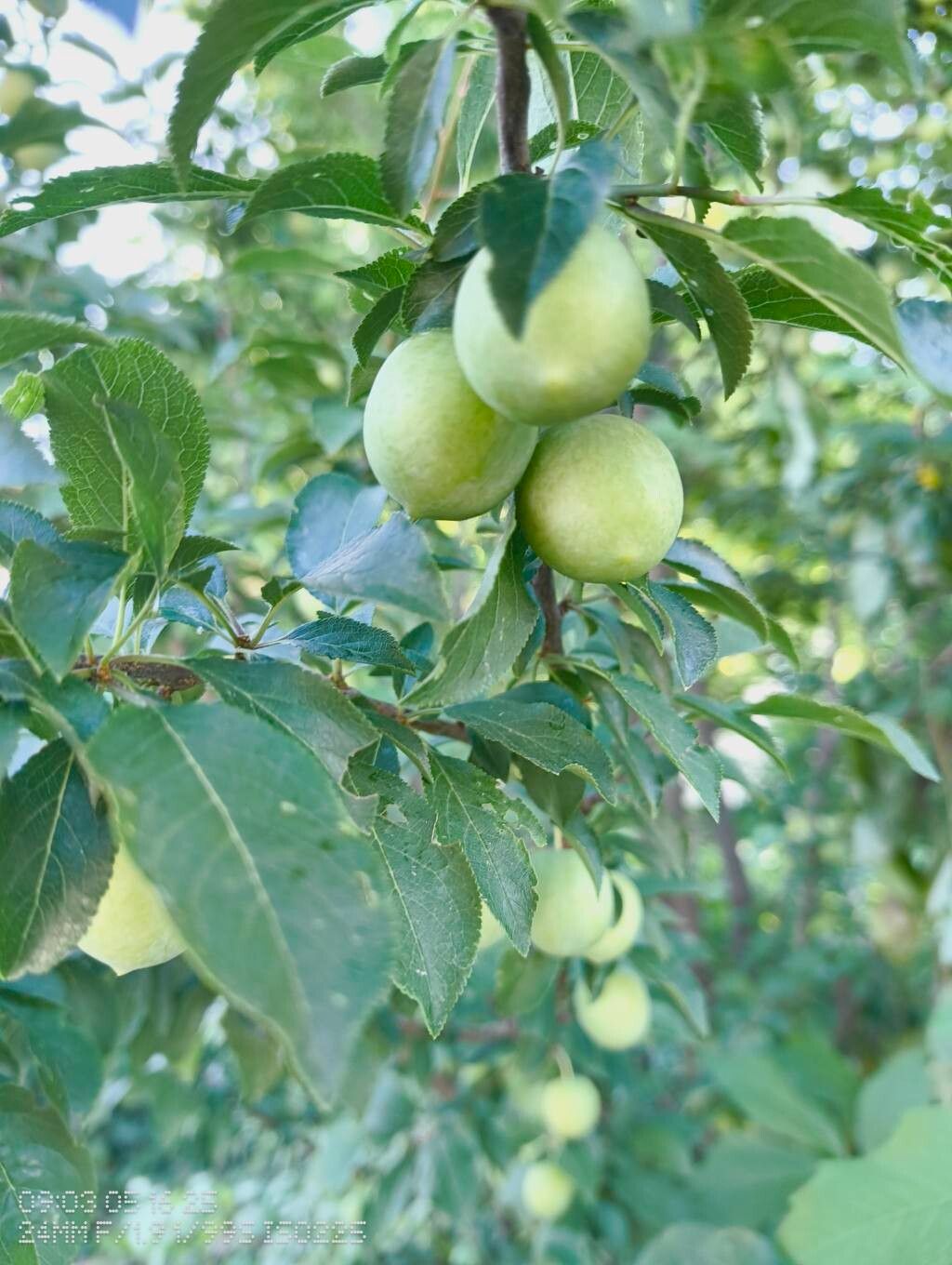 Ziziphus angustifolia fruit