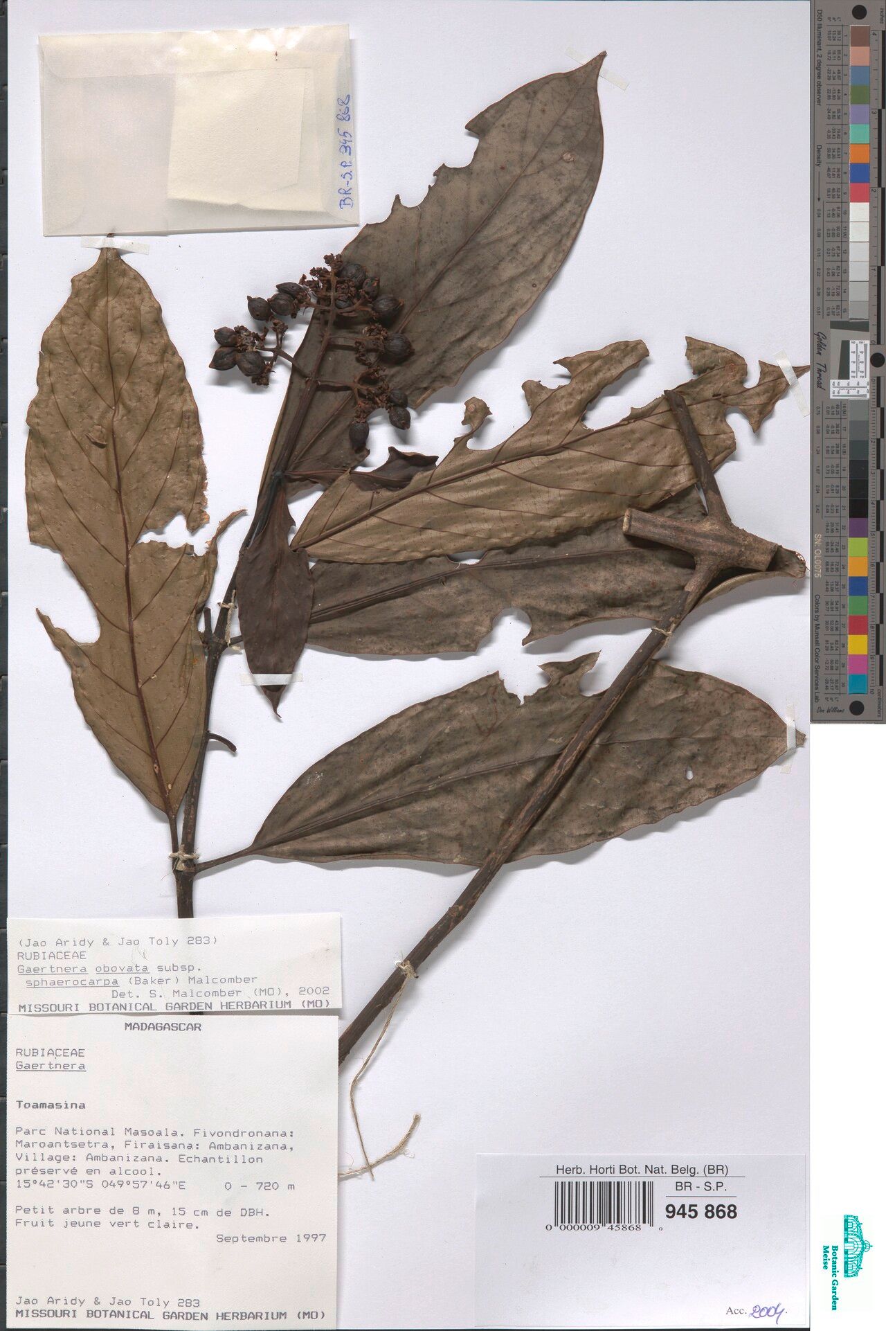 Gaertnera laevis — houseplant care guide