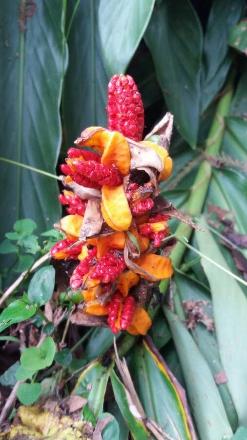 Hedychium coronarium fruit