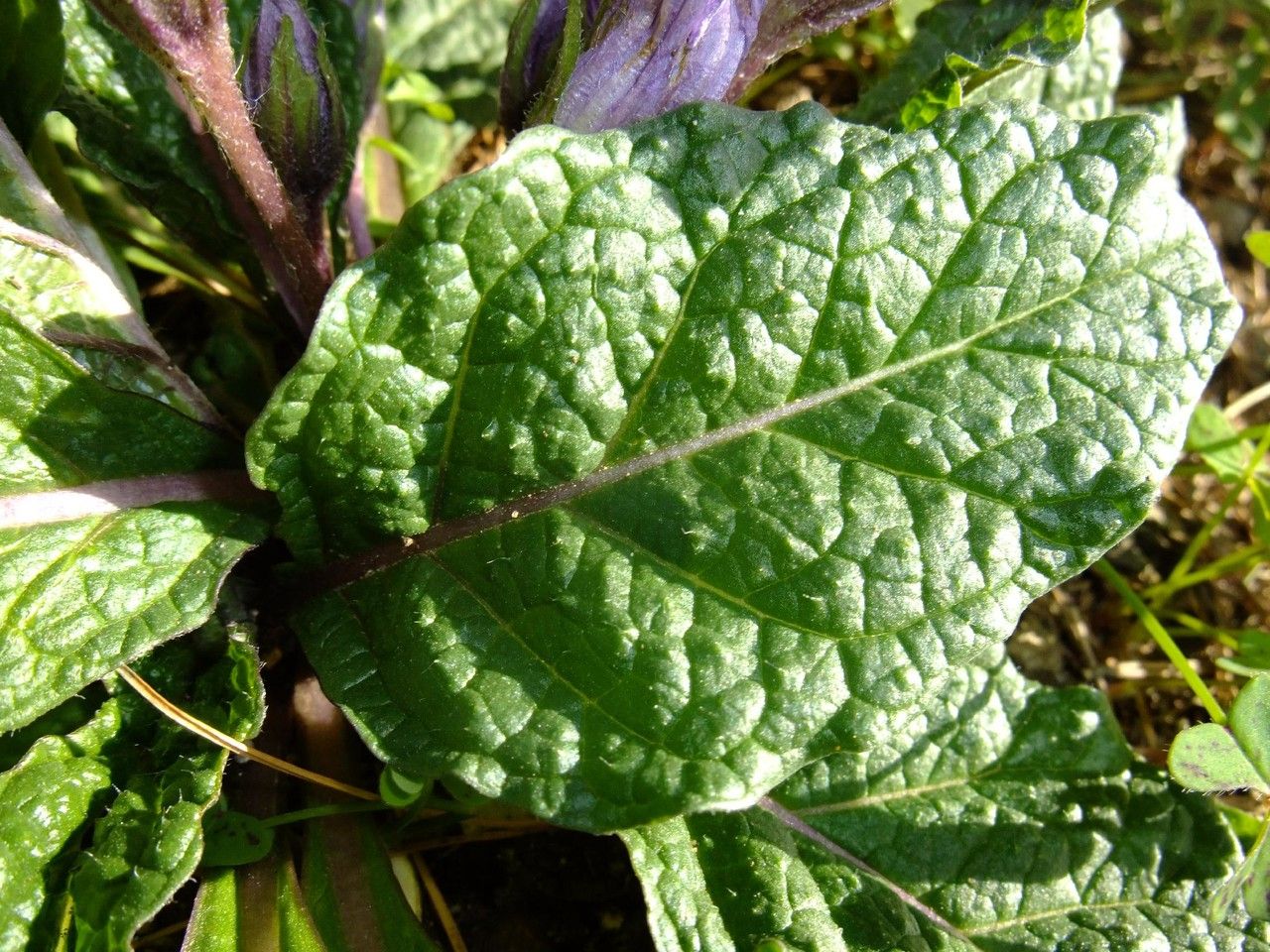 Mandragora officinalis leaf