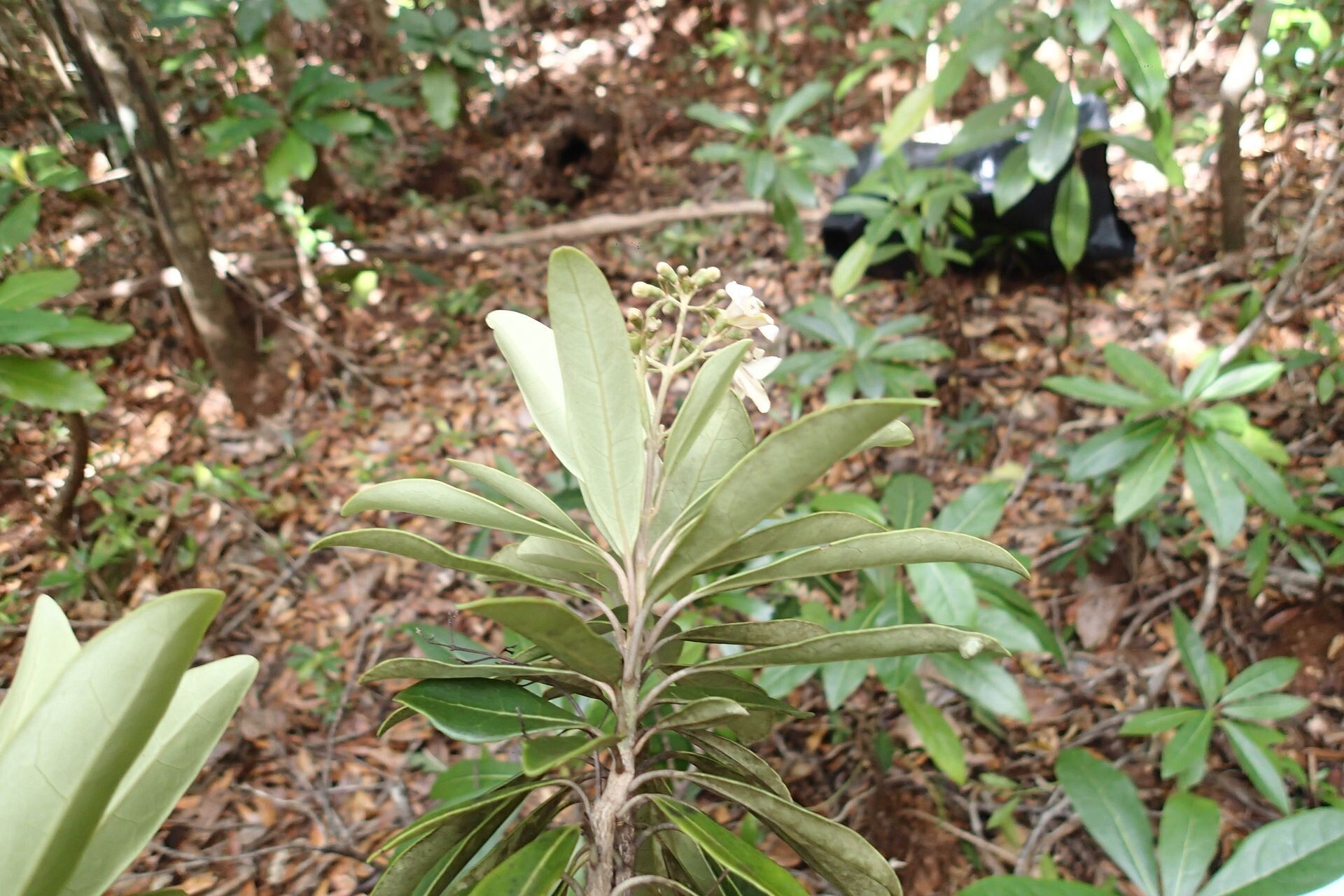 Gmelina evoluta habit