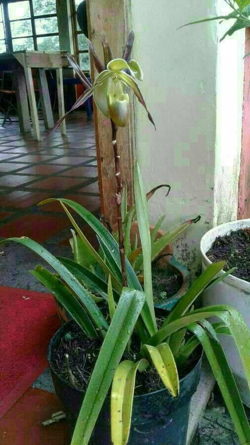 Phragmipedium longifolium habit