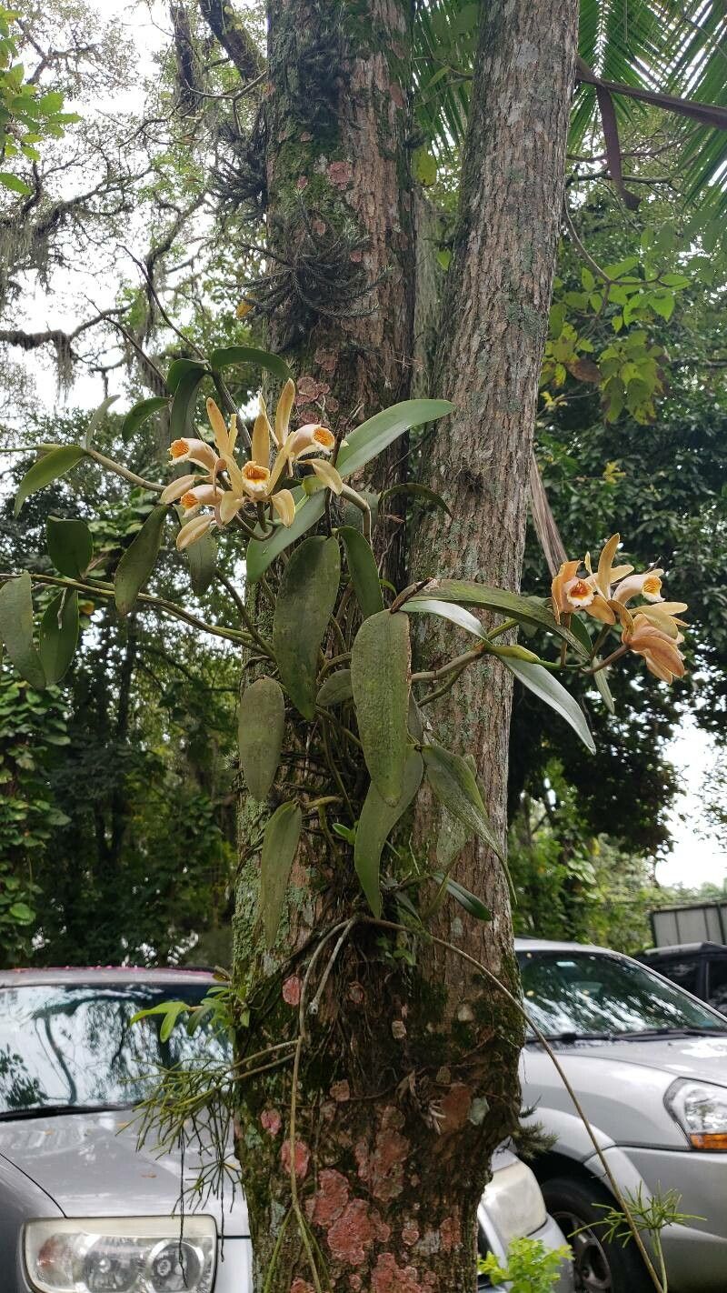 Cattleya forbesii habit