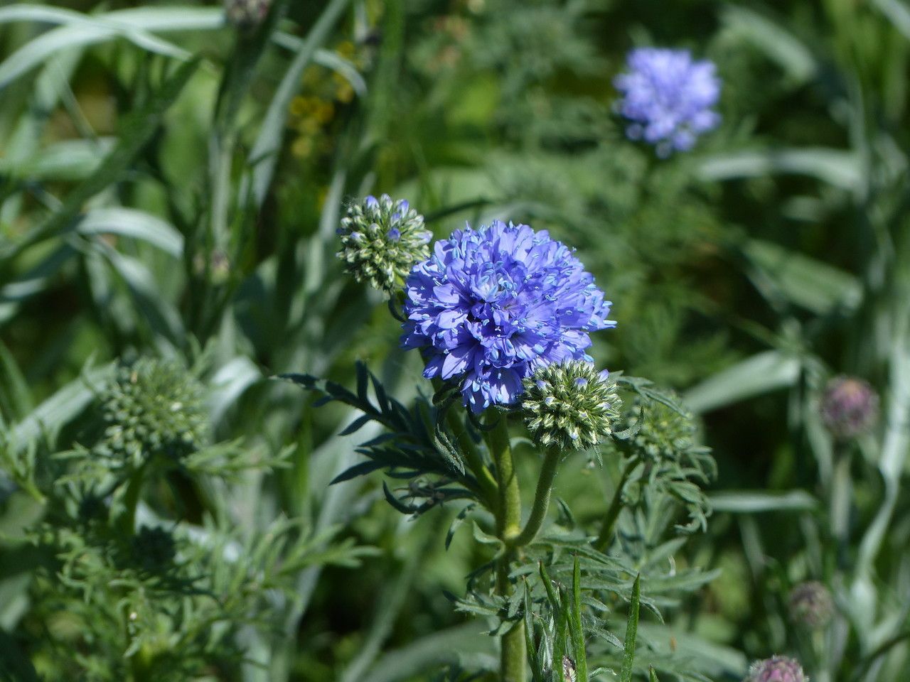 Gilia capitata flower