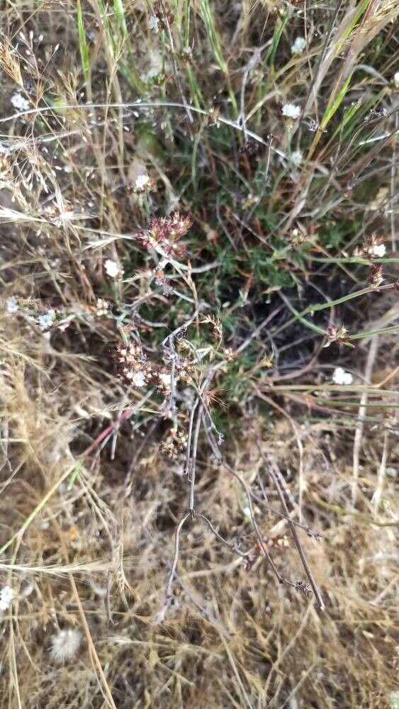 Chorizanthe virgata flower