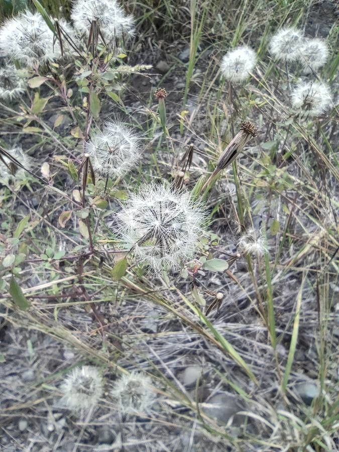 Porophyllum ruderale fruit