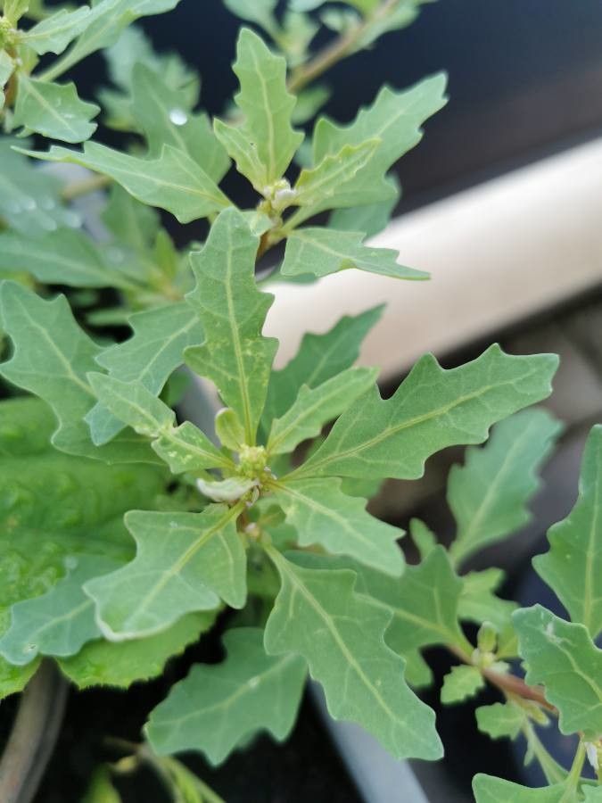 Oxybasis glauca leaf