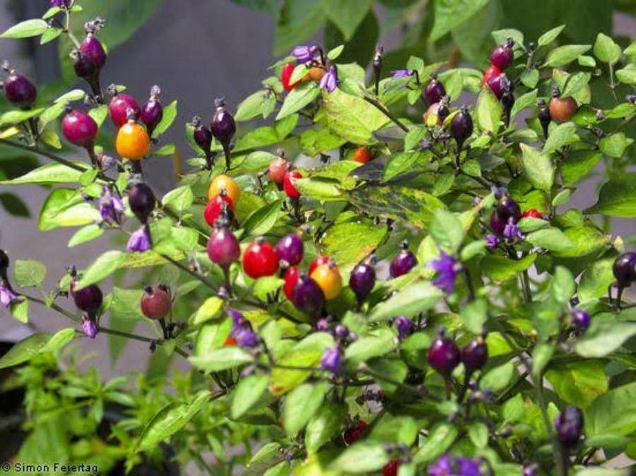 Capsicum eximium fruit