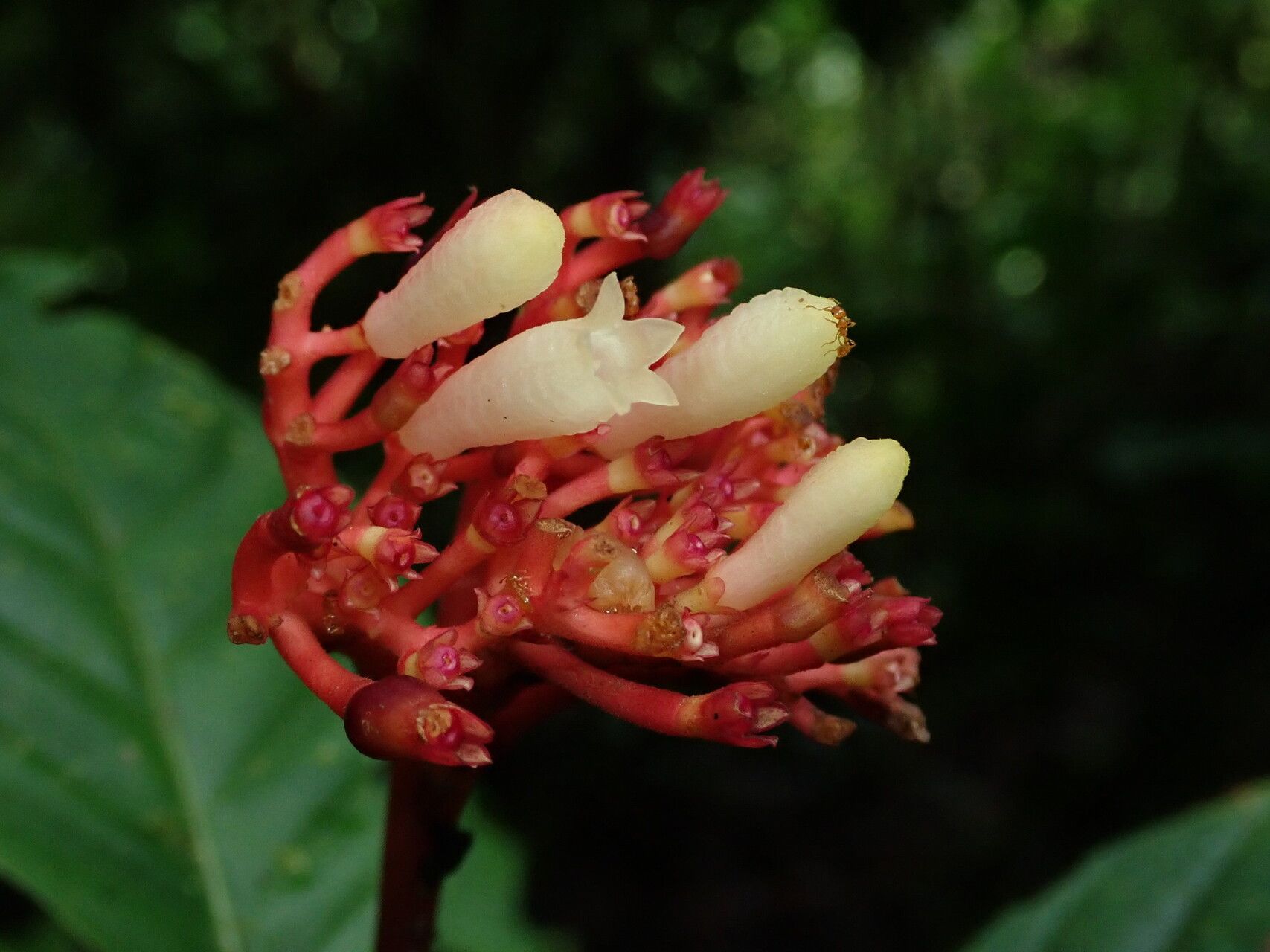 Palicourea punicea fruit