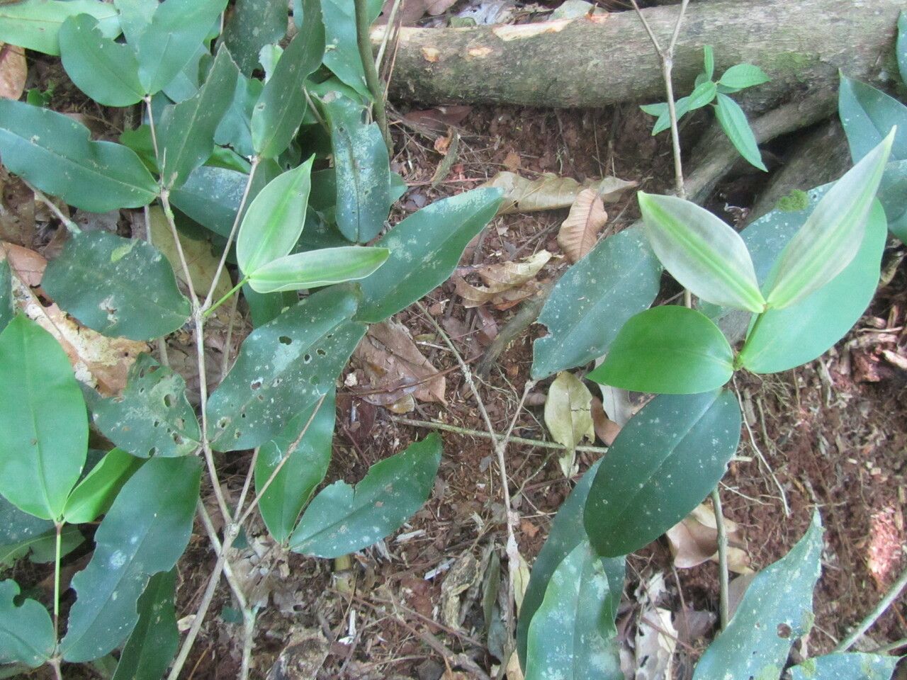Mouriri gleasoniana leaf