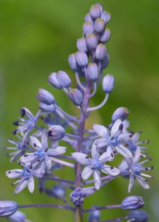 Scilla litardierei — search result for 'Muscari'