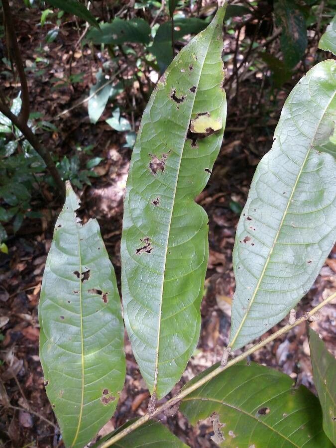 Talisia megaphylla leaf