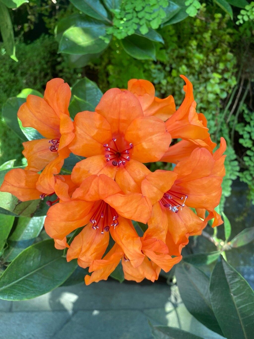 Rhododendron javanicum — houseplant care guide