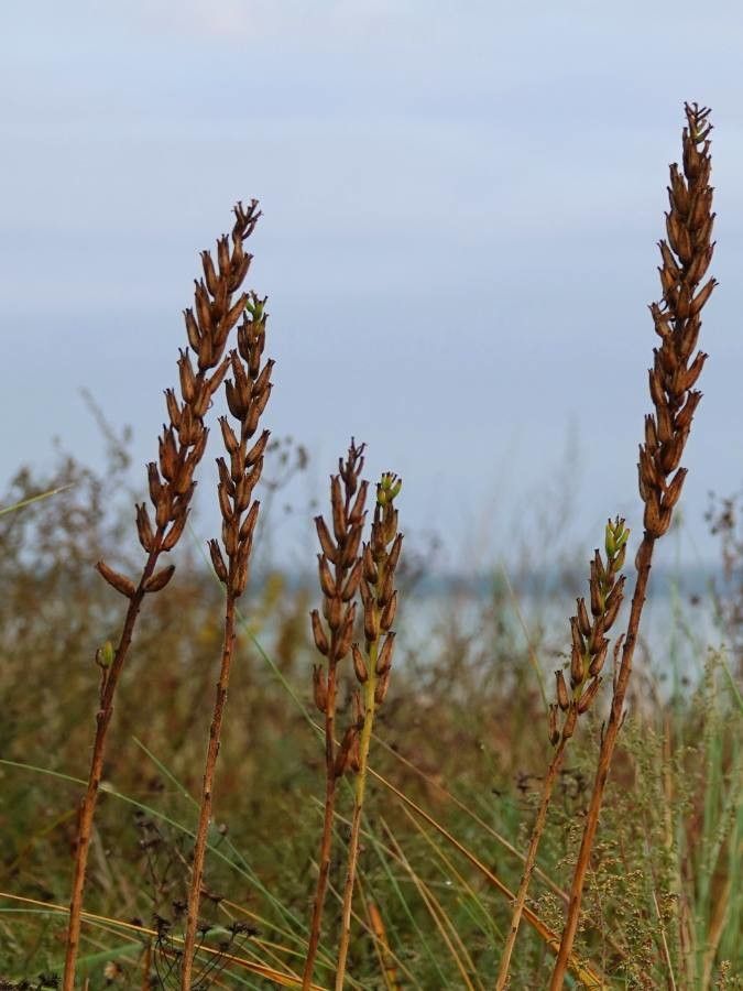 Onobrychis saxatilis — search result for 'Onobrychis'
