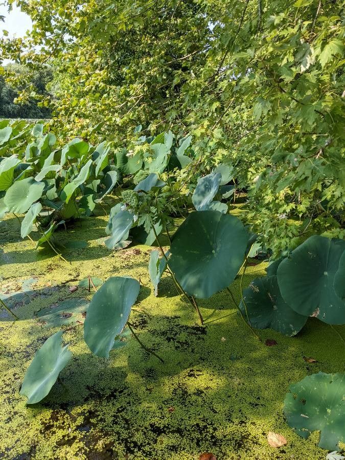 Nelumbo lutea leaf