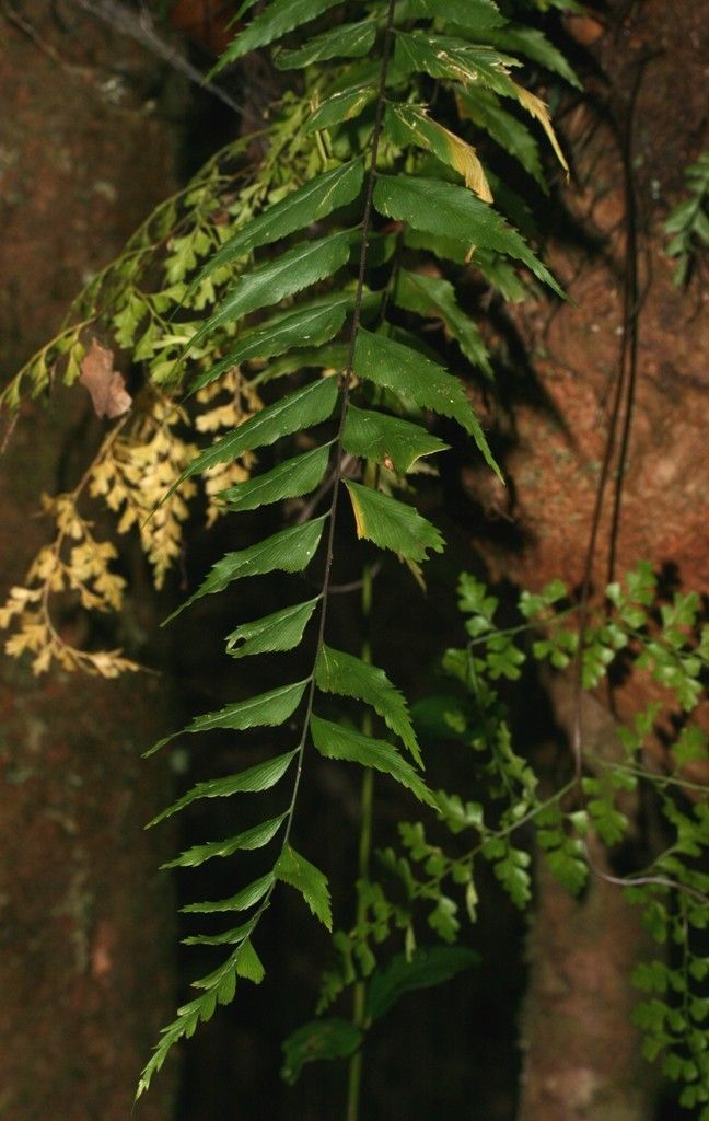 Asplenium filidens — houseplant care guide