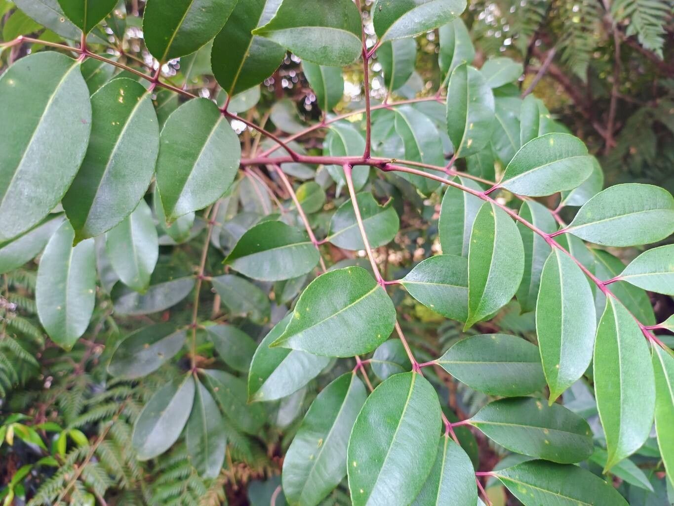 Zanthoxylum melanostictum — houseplant care guide
