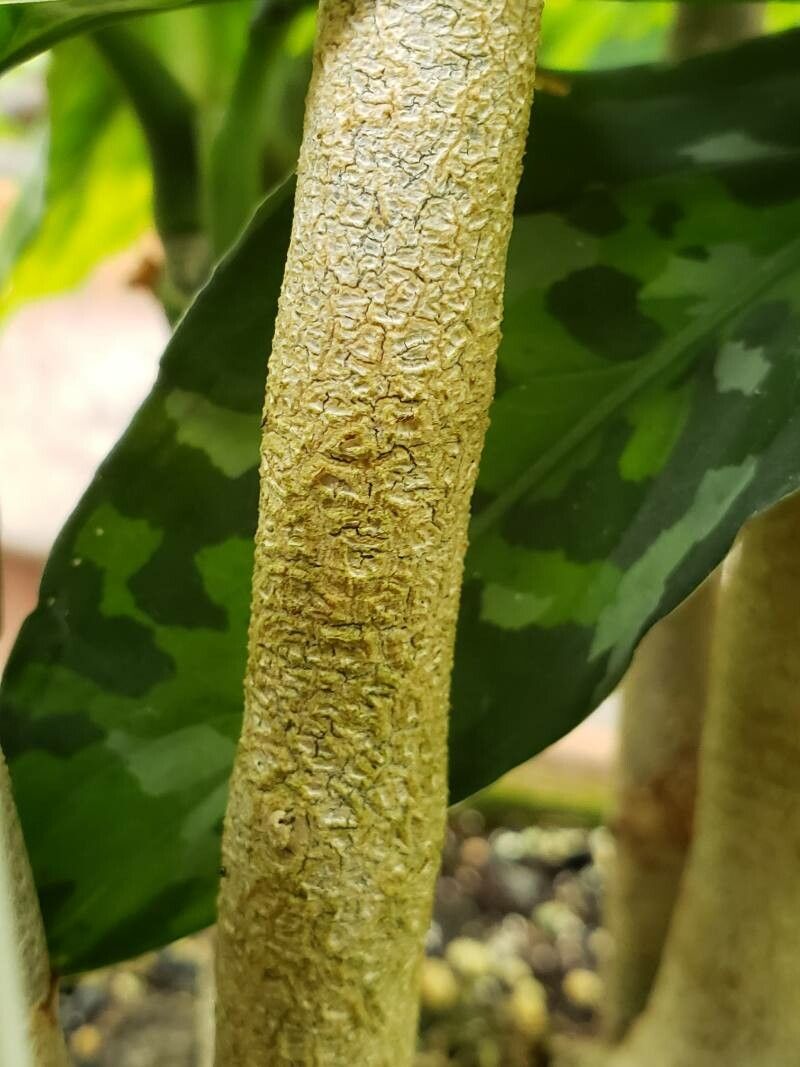Aglaonema pictum bark