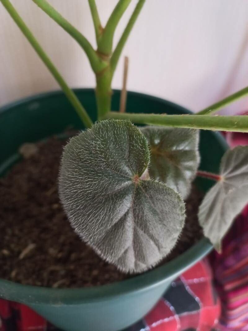 Begonia veitchii — search result for 'Begonia'