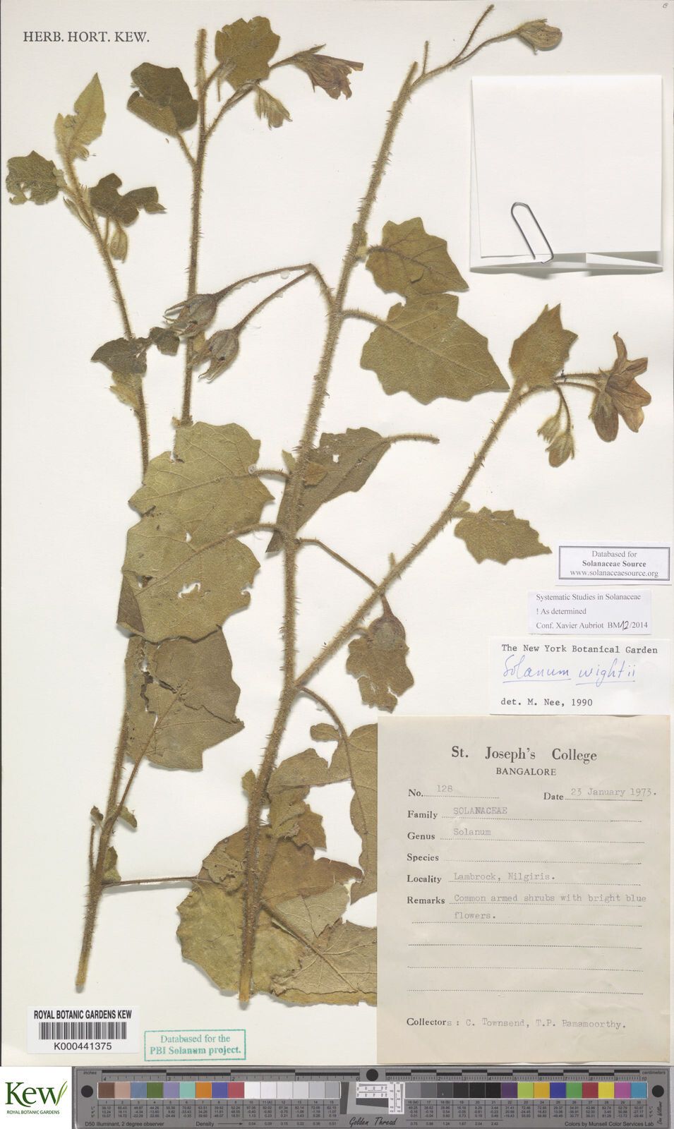 Solanum wightii — houseplant care guide