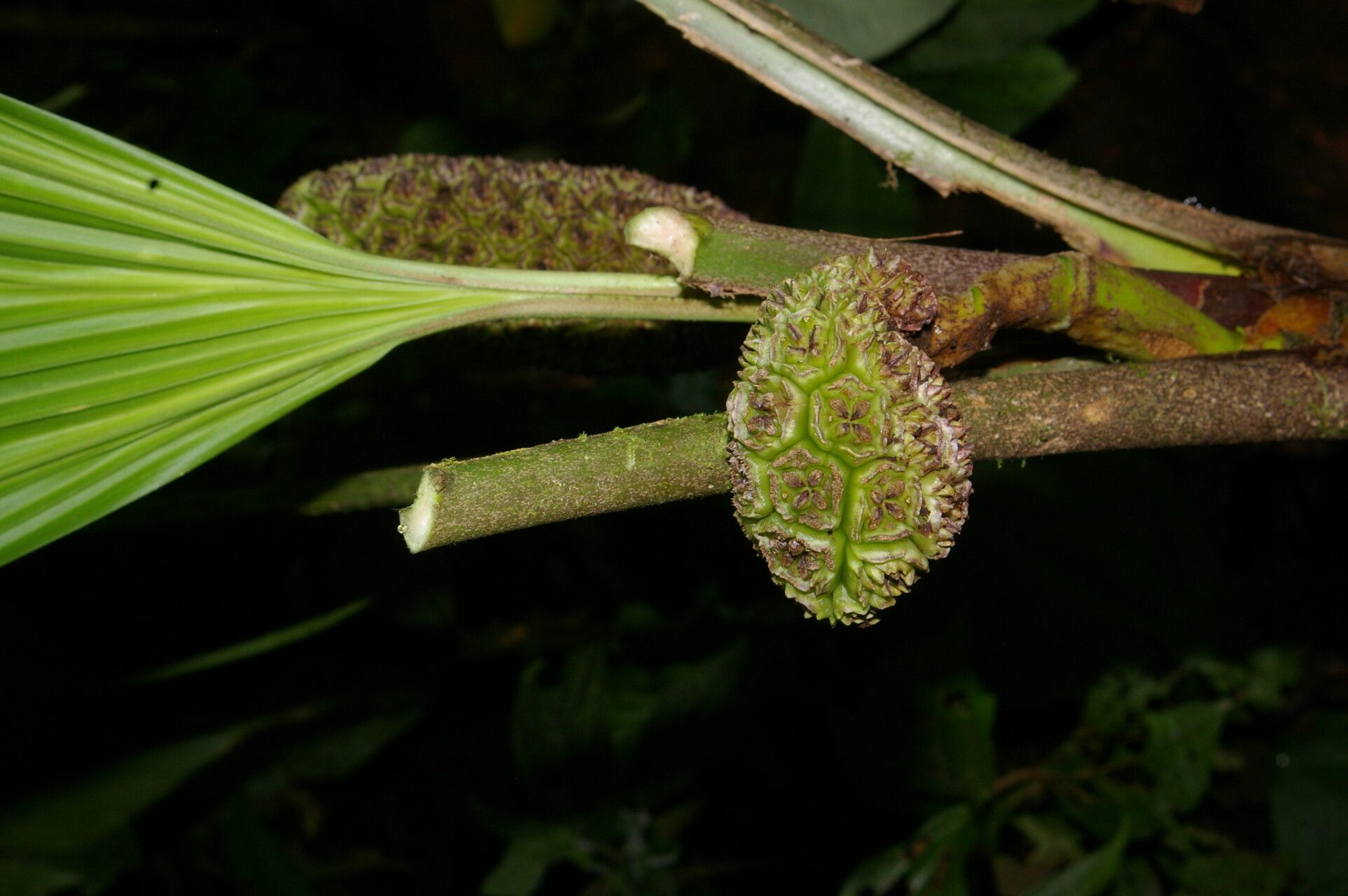 Asplundia euryspatha fruit