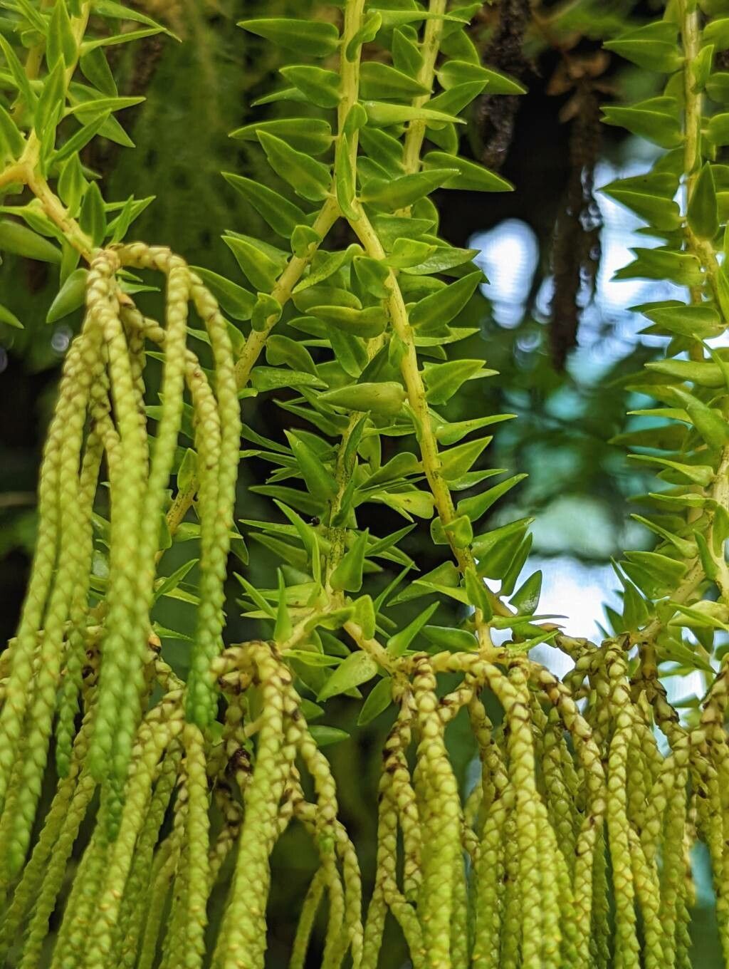 Huperzia phlegmaria — search result for 'Huperzia'