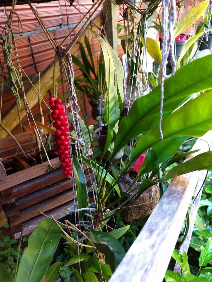 Anthurium gracile flower