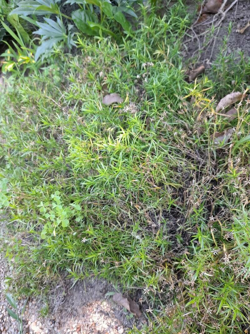 Polypremum procumbens leaf