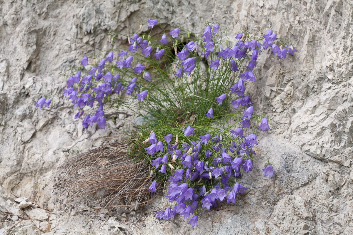 Campanula carnica flower