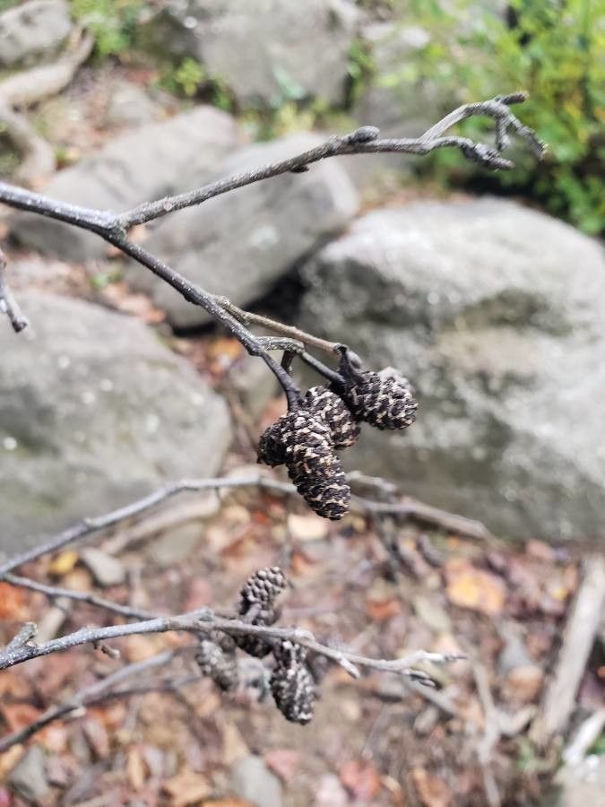 Alnus serrulata fruit
