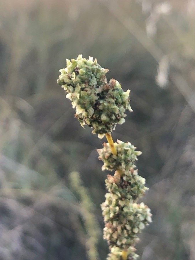 Bassia prostrata flower