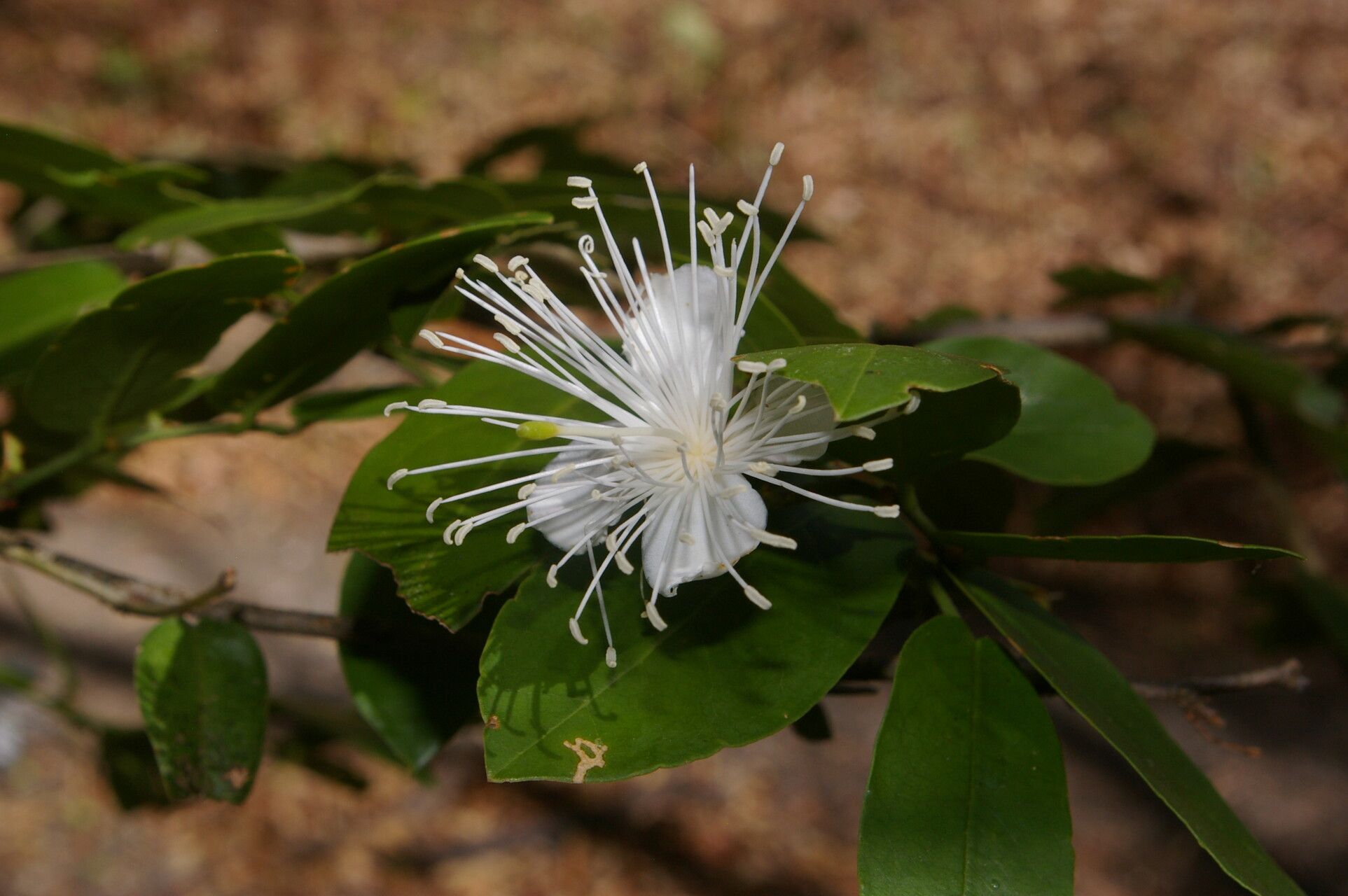 Morisonia verrucosa fruit