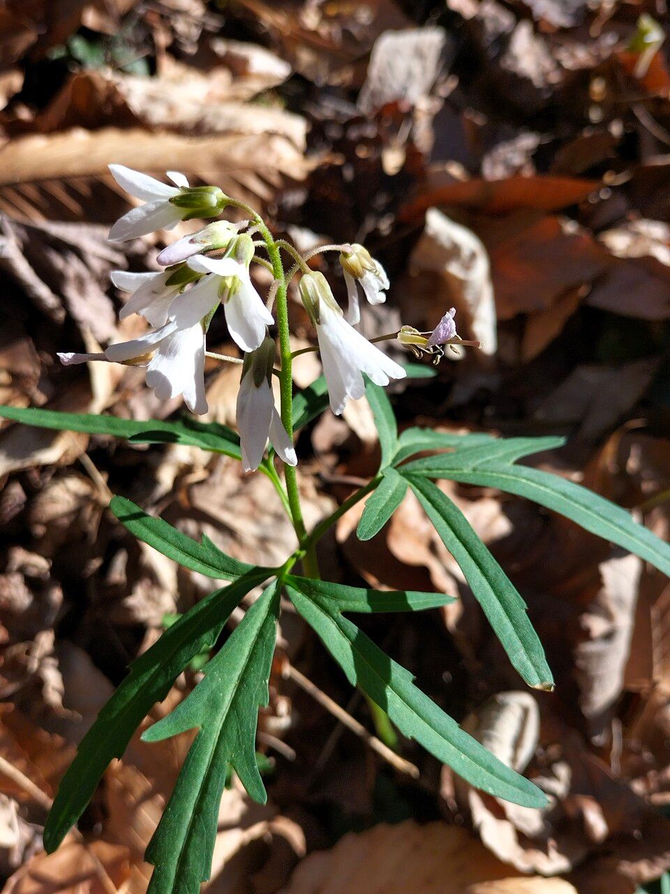 Cardamine concatenata flower