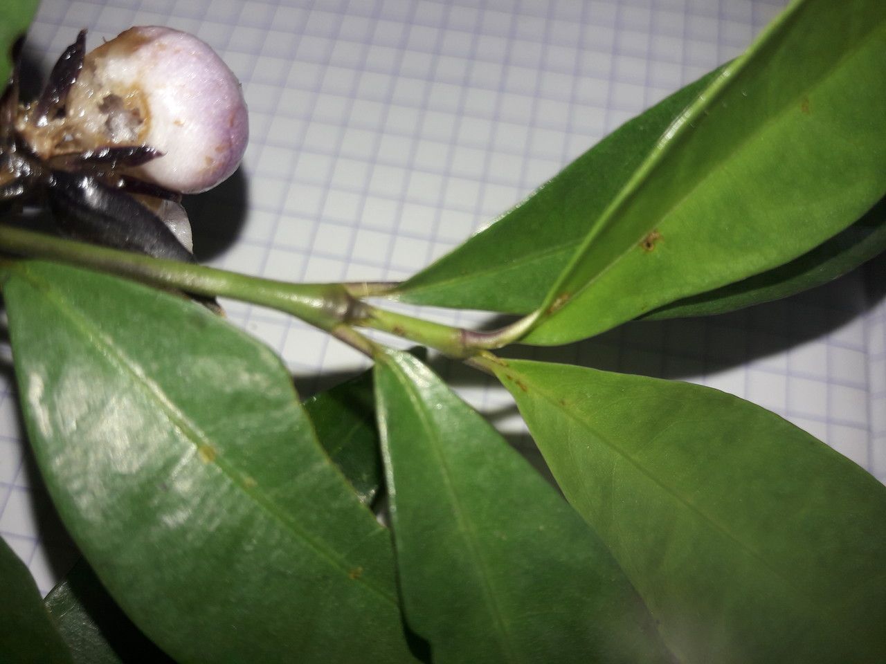 Psychotria oblonga — houseplant care guide