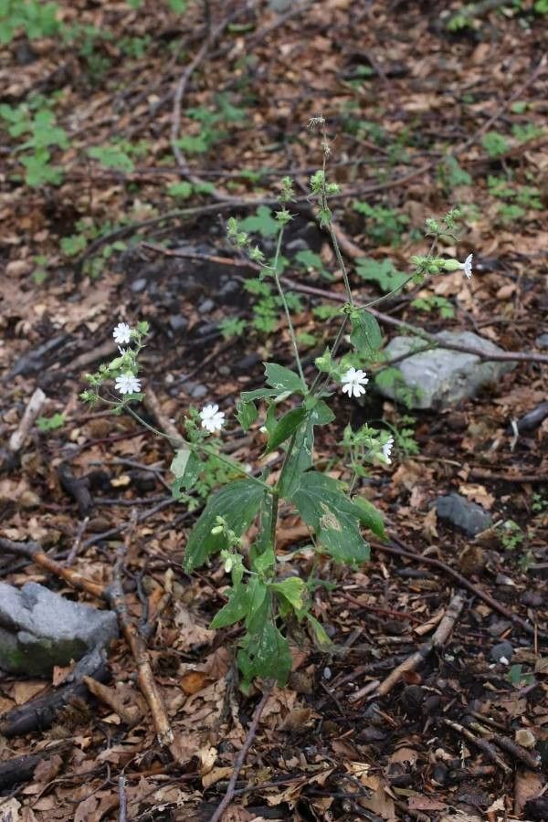 Silene heuffelii — search result for 'Silene'