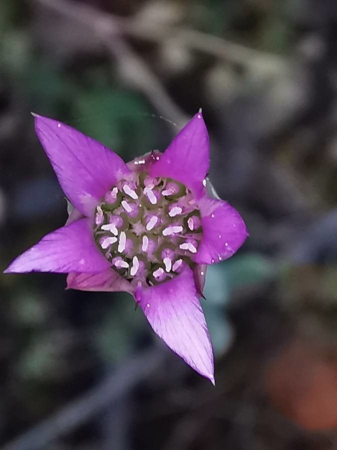 Xeranthemum inapertum flower