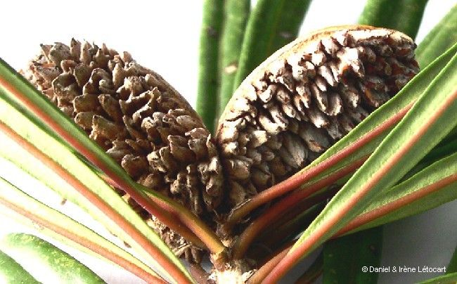 Pittosporum baudouinii fruit