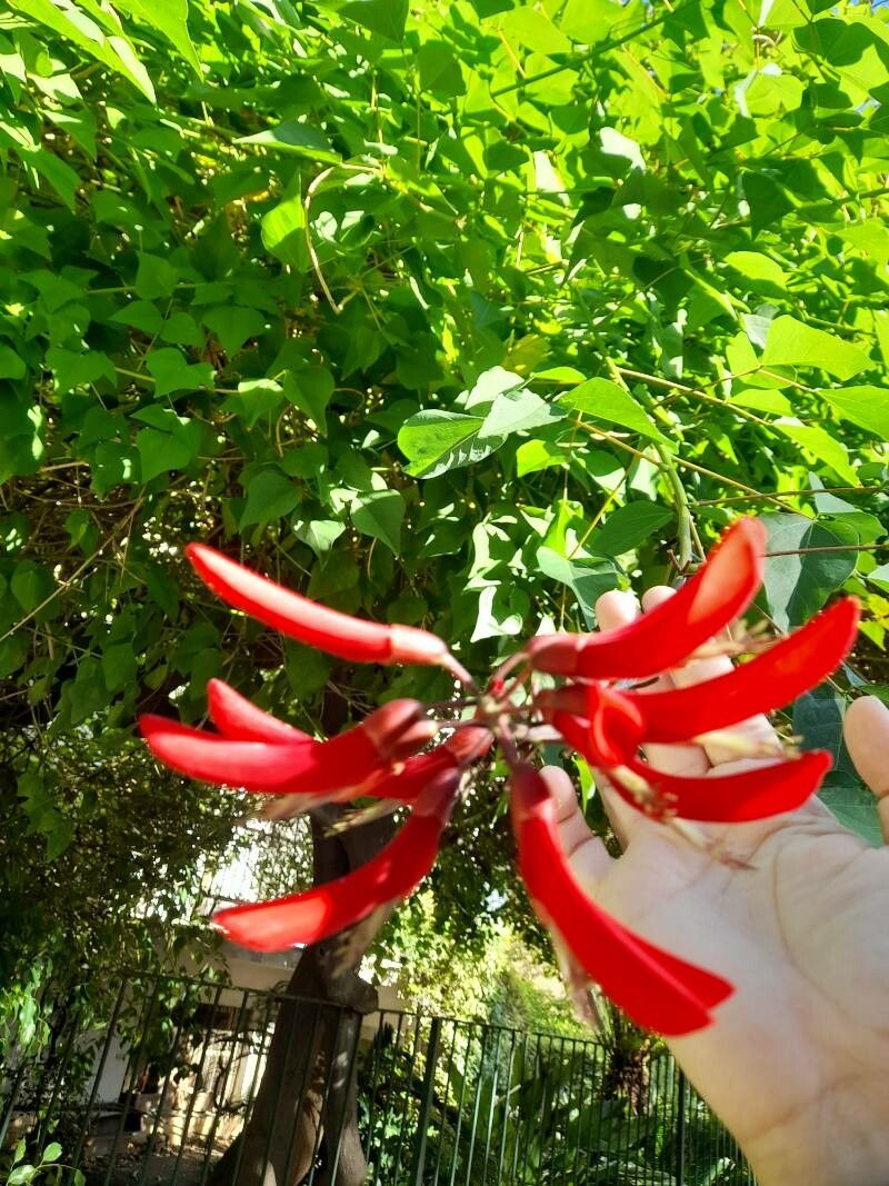 Erythrina corallodendron flower