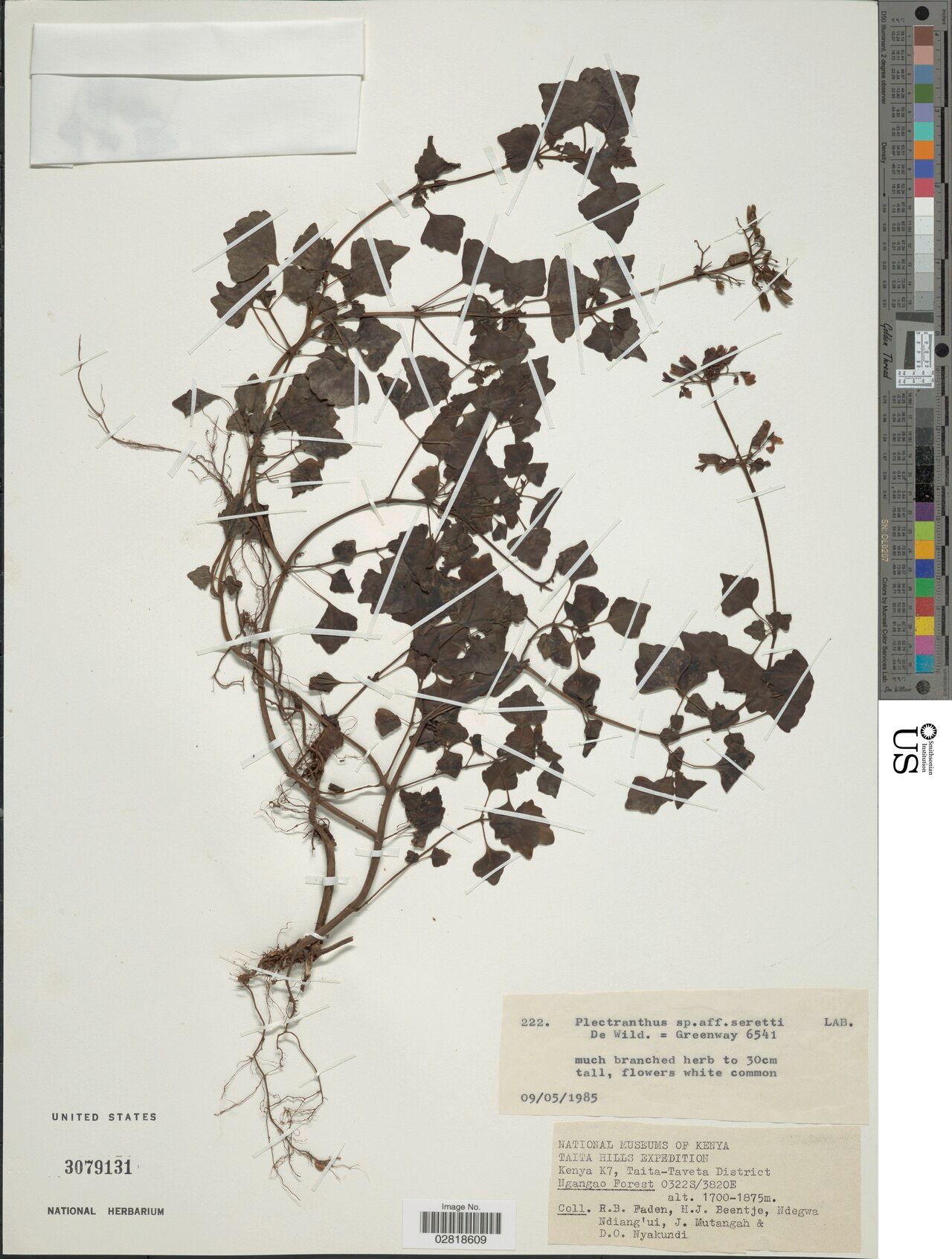 Coleus seretii — houseplant care guide