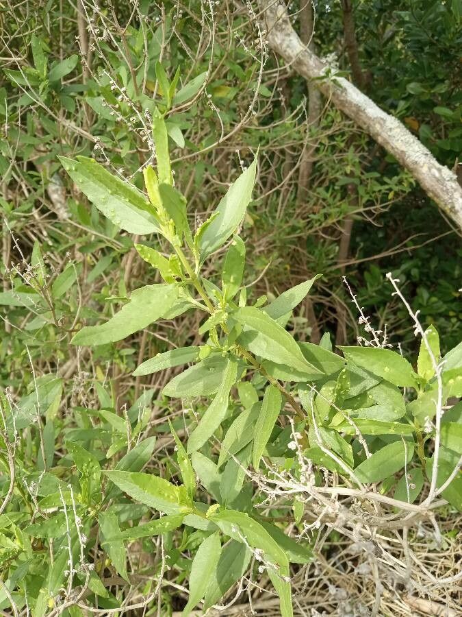 Iva frutescens leaf
