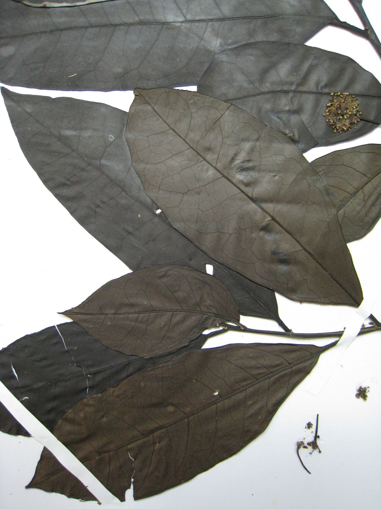 Ilex petiolaris other