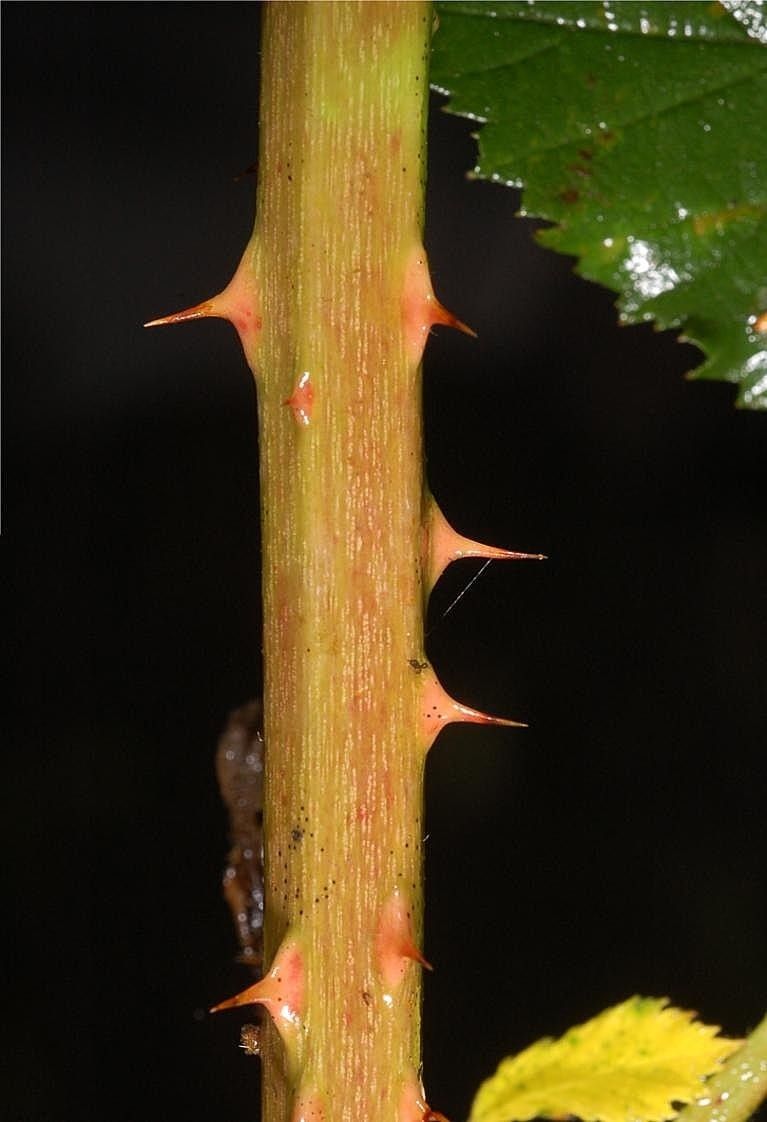 Rubus suevicola bark