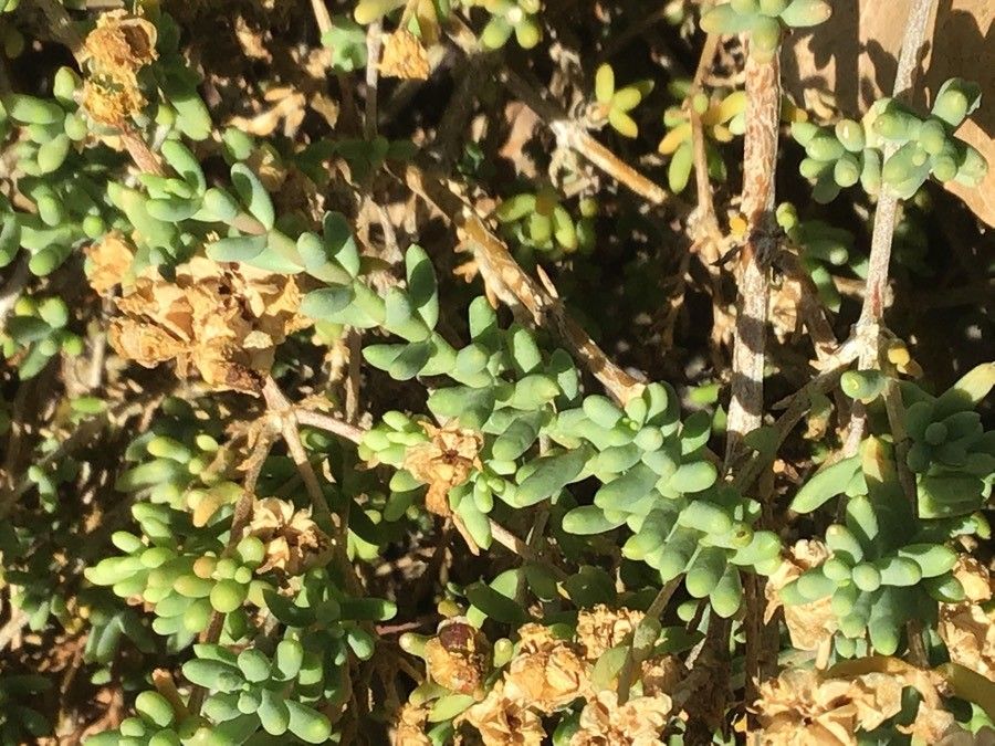 Mesembryanthemum nodiflorum leaf