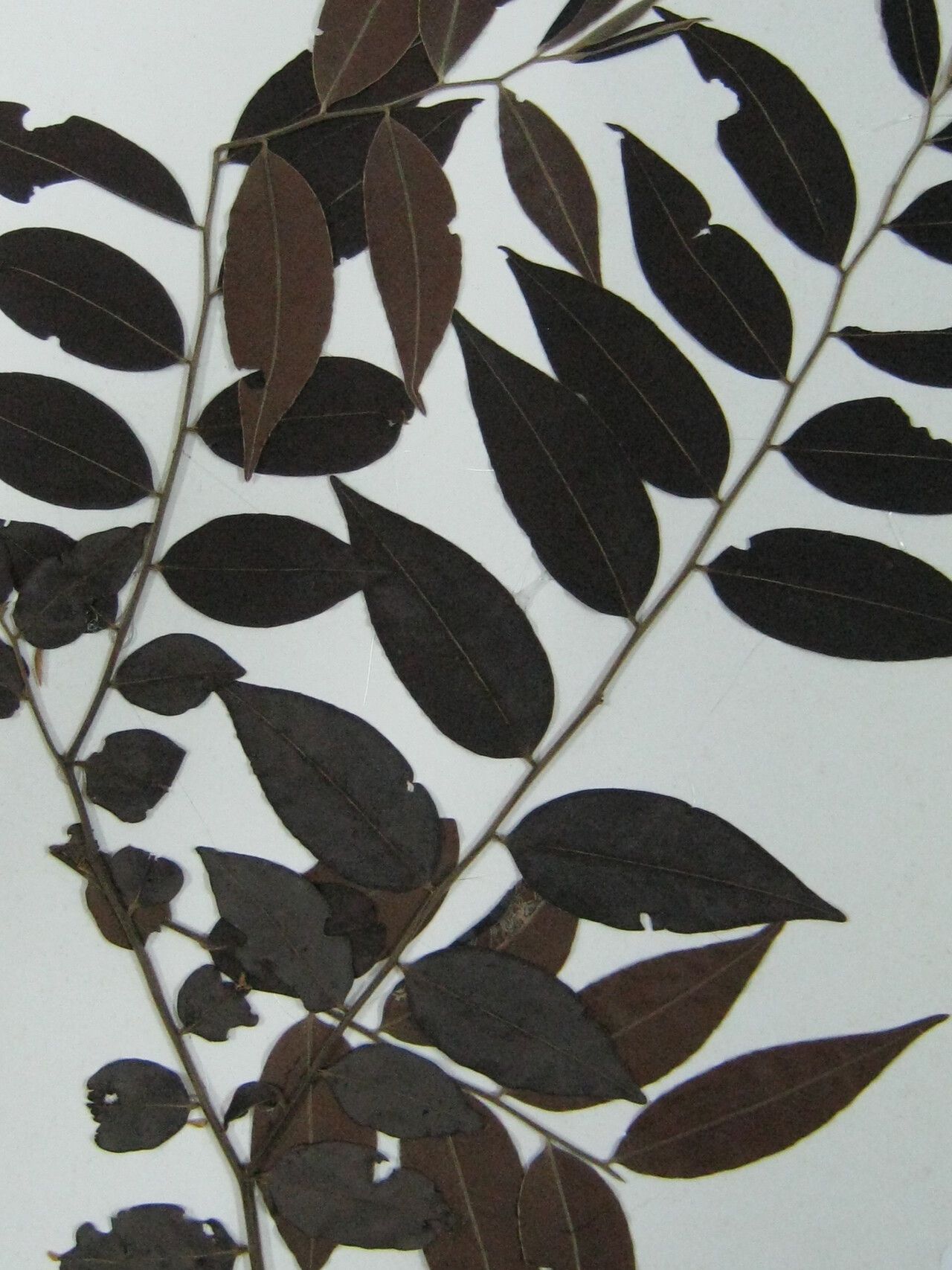Diospyros sericea — houseplant care guide